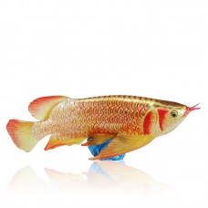 RED AROWANA 31cmL x 10.5cmH 1pc/box, 6pcs/carton
