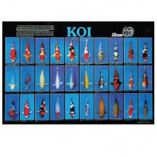 KOI FISH - 77cmx53cm 100pcs/ream