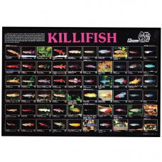 KILLIFISH -77cmx53cm 100pcs/ream