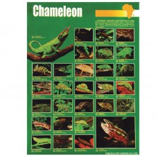 CHAMELEON 59cmx79cm 100pcs/ream