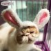 DOGLEMI CAT COSPLAY WIG - RABBIT WHITE 1pc/pkt  