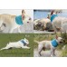 DOGLEMI INSTANT COOLING PET BANDANA COOLING TOWEL WRAP SIZE:S -BLUE 1pc/pkt 