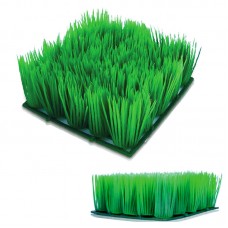 CARPET GRASS BLYXA JAPANICA. GREEN/25heads /25heads 5"Lx5"Wx2"H 48pcs/outer