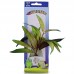 AMMANNIA 8"H 16leaves 12pcs/box 299pcs/outer 