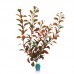 BLOOMING LUDWIGIA w/WEIGHT 12"H Red Green 6pcs/pkt 120pcs/outer 