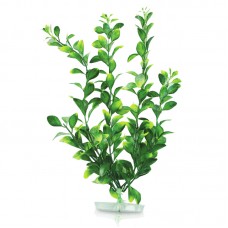 BLOOMING LUDWIGIA 12"H Two Tone Green 6pcs/pkt 120pcs/outer