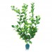BLOOMING LUDWIGIA w/WEIGHT 12"H two tone green 6pcs/pkt 120pcs/outer 