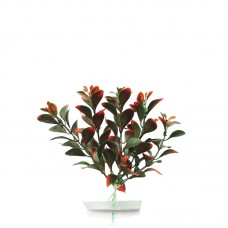 BLOOMING LUDWIGIA 6"H Red Green 6pcs/pkt 180pcs/outer