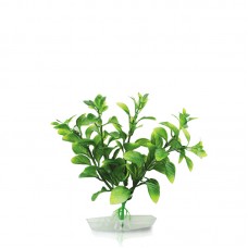 BLOOMING LUDWIGIA 6"H two tone green 6pcs/pkt 180pcs/outer