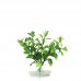 BLOOMING LUDWIGIA 6"H two tone green 6pcs/pkt 180pcs/outer 