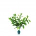 BLOOMING LUDWIGIA w/WEIGHT 6"H two tone green 6pcs/pkt 180pcs/outer 