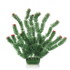 BUSHY HORNWORT 15"H - RED GREEN 12pcs/box, 144pcs/outer